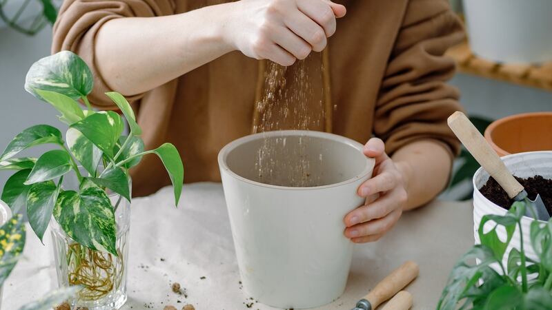 Adding vermiculite, a naturally occurring, non-toxic mineral, to seed composts lightens them and improves drainage while increasing the seedlings’ ability to access water and nutrients. It is commonly used by professional gardeners. Photograph: iStock