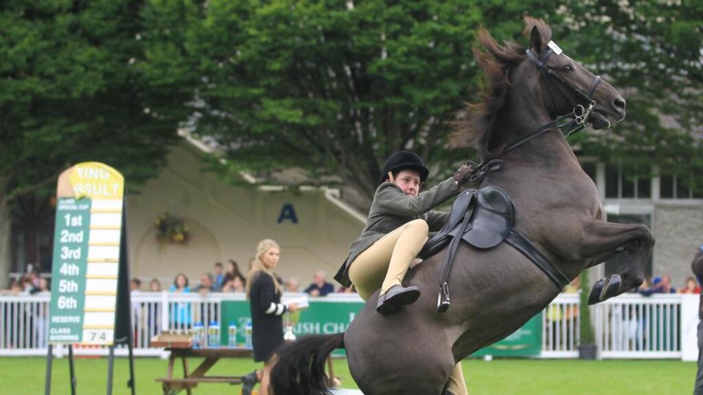 One of the Connemara ponies misbehaves at the end of the Connemara Performance Hunter Championship. Photograph: Lorraine O’Sullivan/Inpho