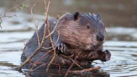 Beavers go from near-extinction to major methane polluters
