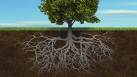 Irish Roots: a new portal