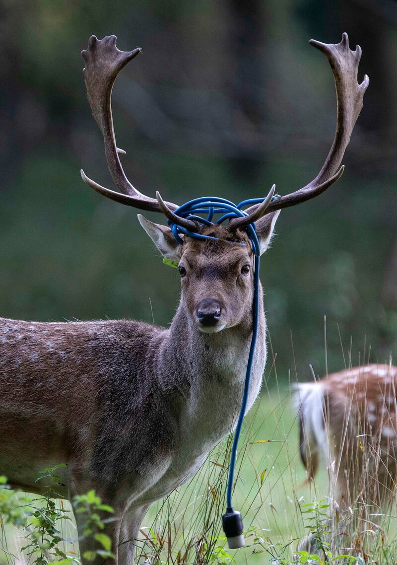 1st, Nature and Environment: BRIGHT SPARK! A fallow deer with an electrical cable wrapped around its antlers in Phoenix Park, Dublin. Photograph: Damien Eagers/freelance, for The Irish Times