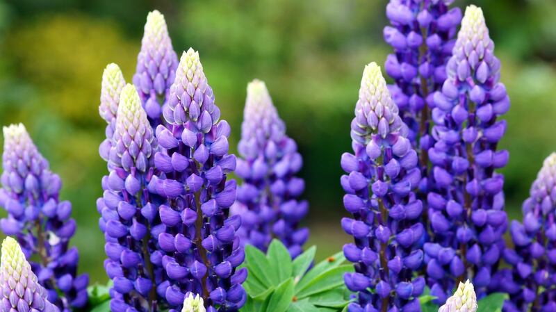 Some tall late-spring and summer-flowering perennials, such as Lupins,  need discreet staking. Photograph: Getty Images