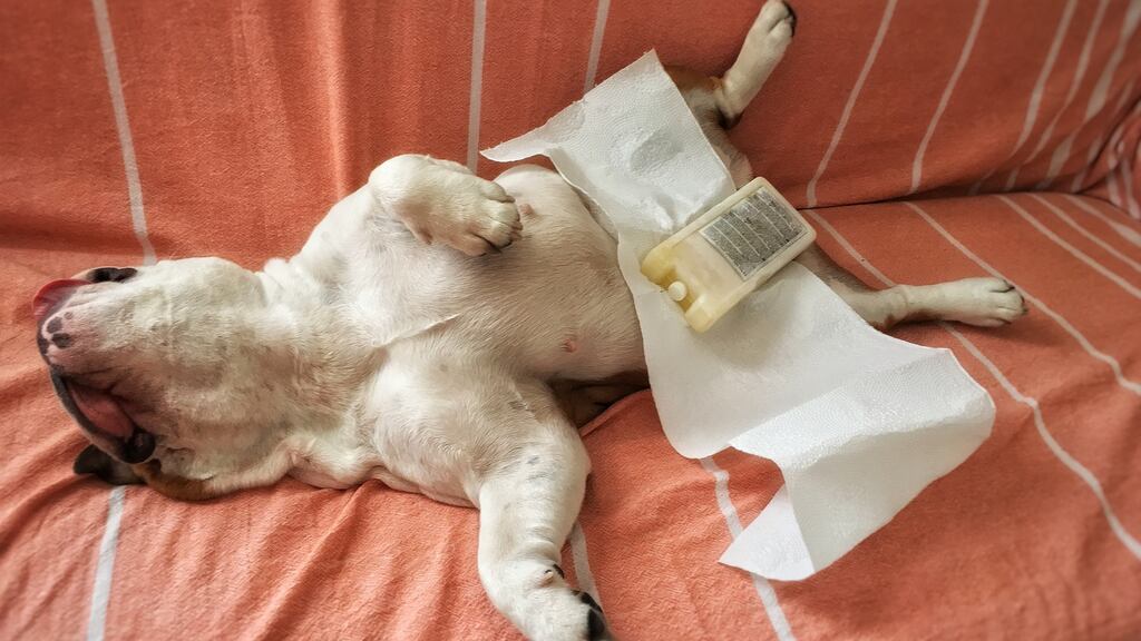 We aren’t made for this heat in Ireland, it doesn’t suit our temperament