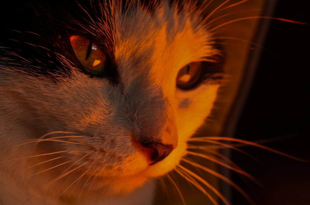 Tá ‘Messe ocus Pangur Bán’ nó ‘Mise agus Pangur Bán’ ar cheann de na dánta is mó cáil sa Ghaeilge.