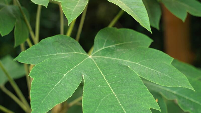 Leaves of the large evergreen shrub, Tetrapanax papyrifera, which is happy in dappled shade. Photograph: Richard Johnston