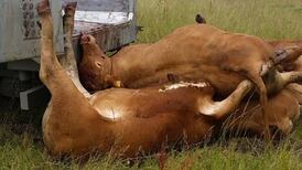 Animal charity condemns killing of five heifers