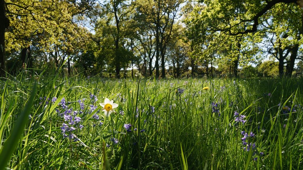 Wildflower meadow at the Botanic Gardens. Photograph: Fran Veale/The Irish Times.