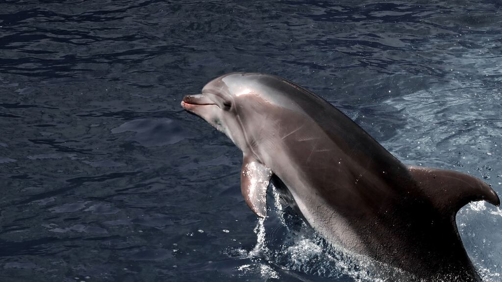 A dolphin in the Black Sea off southern Ukraine. Photograph: Volodymyr Tarasov/Ukrinform/Future Publishing via Getty Images