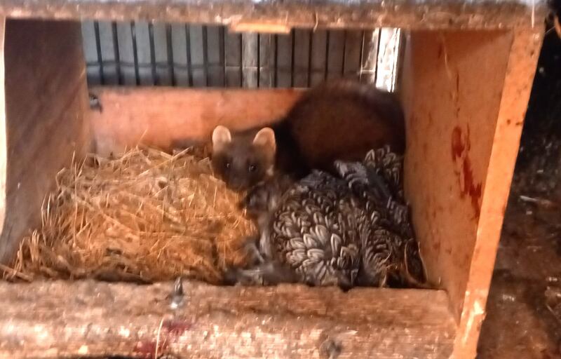 A pine marten in a chicken coop. Photograph: Fiacre Hensey