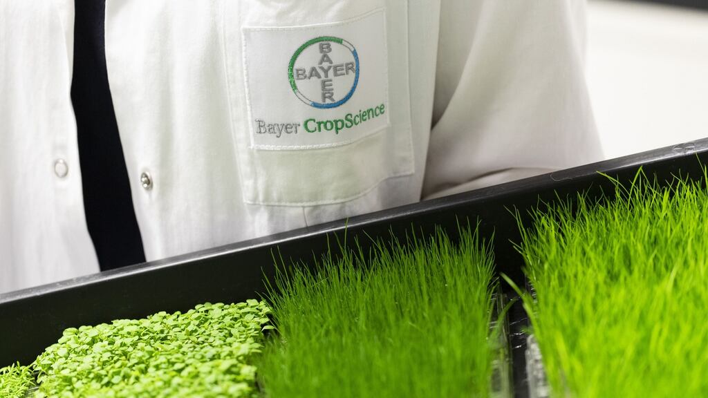 Bayer, which is battling more than 13,000 cases alleging its weedkiller glyphosate causes cancer, said on Thursday that it was setting up a special supervisory board committee to examine its legal strategy and appointed a high-profile lawyer to advise on trial tactics and mediation. Photograph: Alex Kraus/Bloomberg