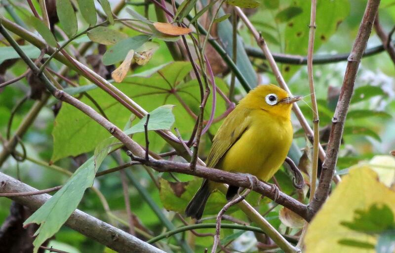 The Wakatobi White Eye is found throughout the Wakatobi Islands and split from its mainland relatives in the past 800,000 years. Photograph: Sean Kelly