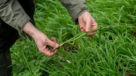 Foraging and the notion of natural literacy