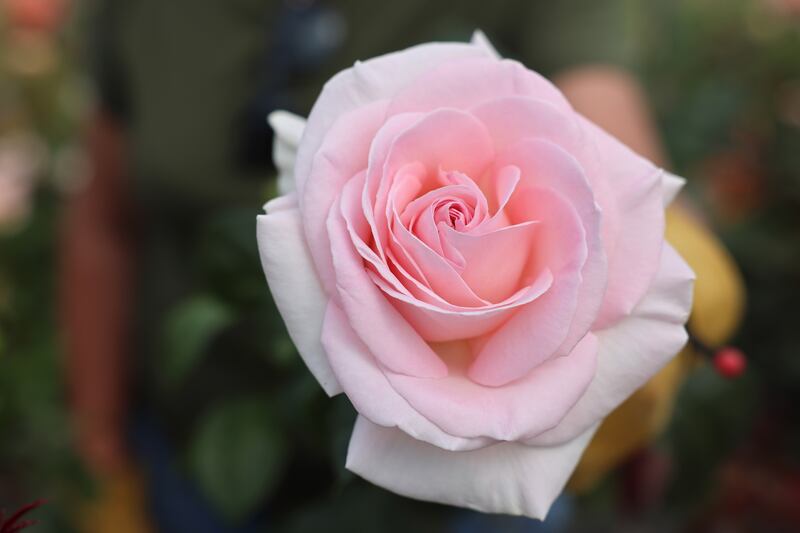 Another example of Susan Lynch's art. Photograph: Dara Mac Dónaill