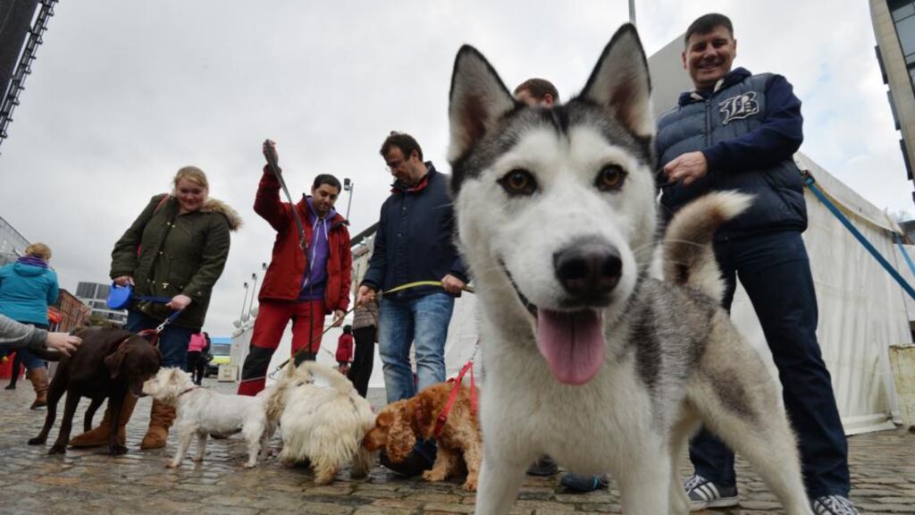 Prof Noel Fitzpatrick says it’s possible to give animals new legs, feet, knees and shoulders but the moral and ethical implications must be considered. Photograph: Alan Betson / The Irish Times