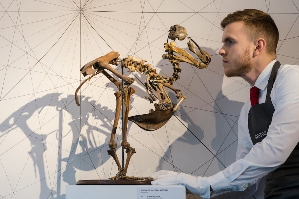 A gallery assistant with a near-complete dodo skeleton, from Mauritius and dated before 1690, at a photocall for a Christie's Science and Natural History auction in London. Photograph: Vickie Flores/EPA