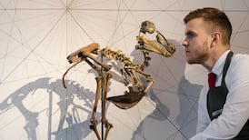 Dodos have been extinct for hundreds of years. Can scientists really bring them back to life?