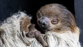 First sloth born at Fota Wildlife Park arrives with impeccable timing