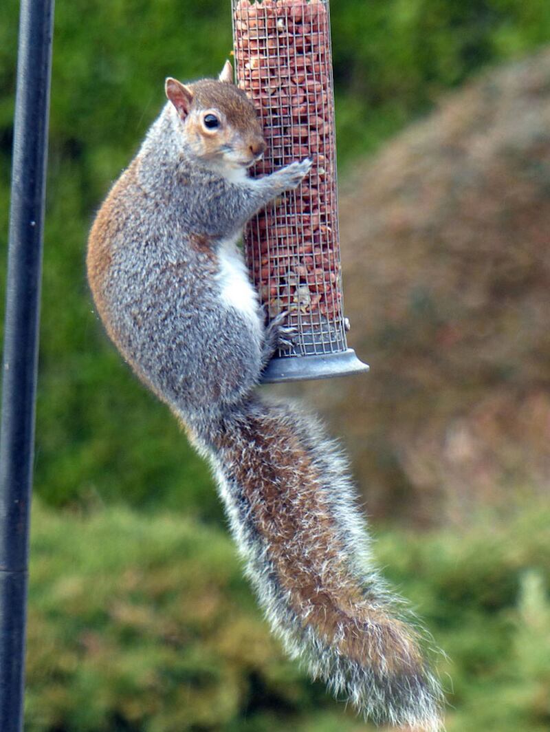 Grey squirrel
