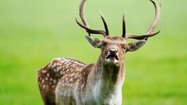 Irish deer population needs widespread cull, national survey finds