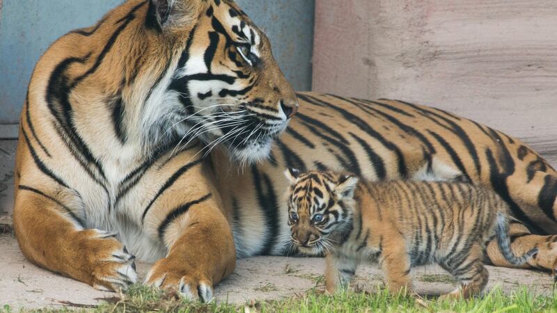 The new Sumatran tiger cub at Fota Wildlife Park in Carrigtwohill, Cork, with its mother Dourga. Photograph: Darragh Kane