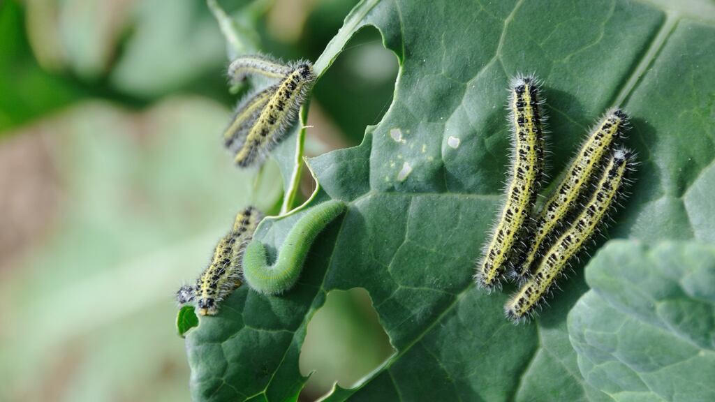 Boilb. grianghraf: getty images