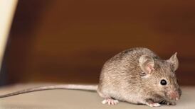 Inspectors cite apparent ‘foul smelling blood’ as reason for food closure order