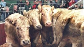 WHO report on red meat no big surprise to farmers