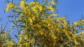 How do I stop my neighbour’s overgrown garden invading mine?