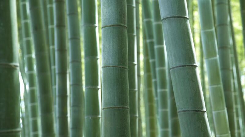 Bamboo is one of the most sustainable, strong and adaptable products available