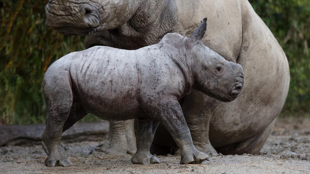 Rhino Calf Born at Dublin Zoo with mother Ashanti . Photograph: Patrick Bolger/Dublin Zoo