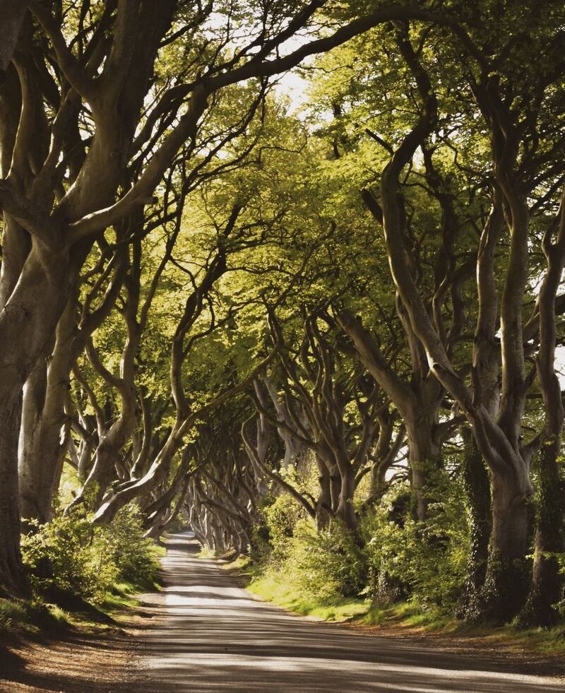 Summer Pix 2019: the Dark Hedges, in Northern Ireland. Beautiful spot but can be crowded with tourists. Had to wake up at 5am for it to be empty, but it was well worth it. Photograph: Lucy Ross