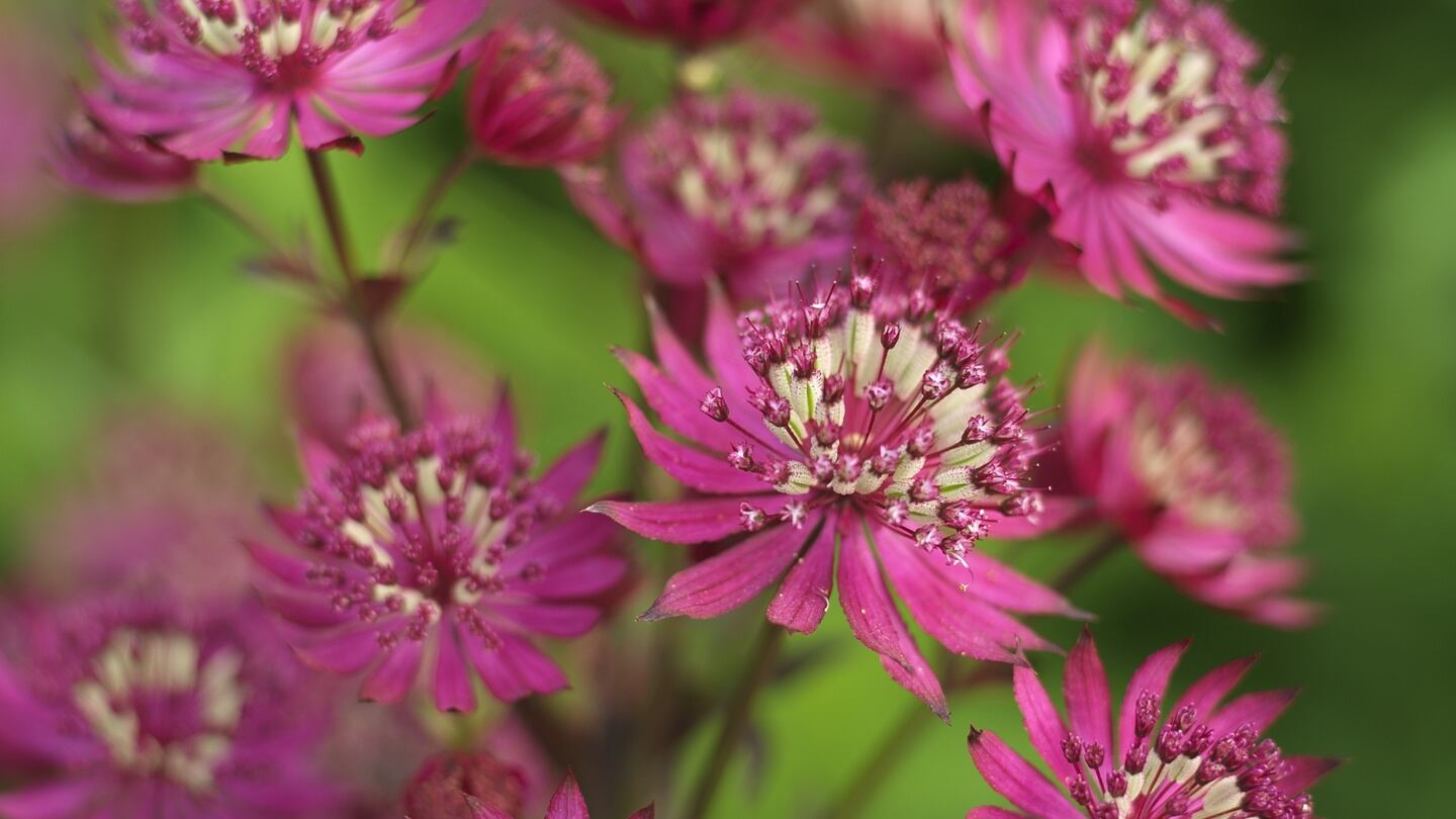 Astrantia ‘Ruby Wedding’: a perennial that can be divided in autumn. Photograph: Richard Johnston
