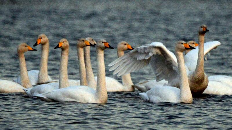 A group of Whooper swans wintering on the Vartry Lakes at Roundwood, Co Wicklow. File photograph: Cyril Byrne