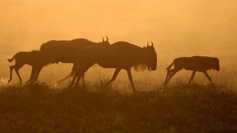 Wildebeest migration in Tanzania on Our Planet. Photograph: Sophie Lanfear/Silverback/Netflix