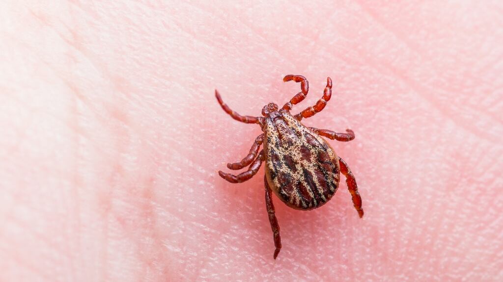 Lyme disease is transmitted by bites from infected ticks from deer and other wild animals. Photograph: iStock