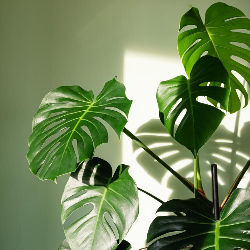 Monstera is one of the best plants for beginners