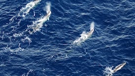 Sperm whales one of most abundant whale species off Ireland, study finds