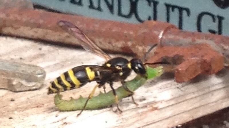 Eyes on nature: the mason wasp that Ronan Copeland saw attacking a caterpillar. The wasp lines its nest with them to feed its young