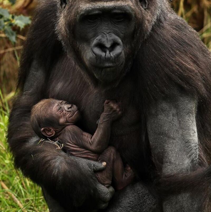 Once the creature is named then a naming competition will be held. Photograph: Brian Lawless/PA