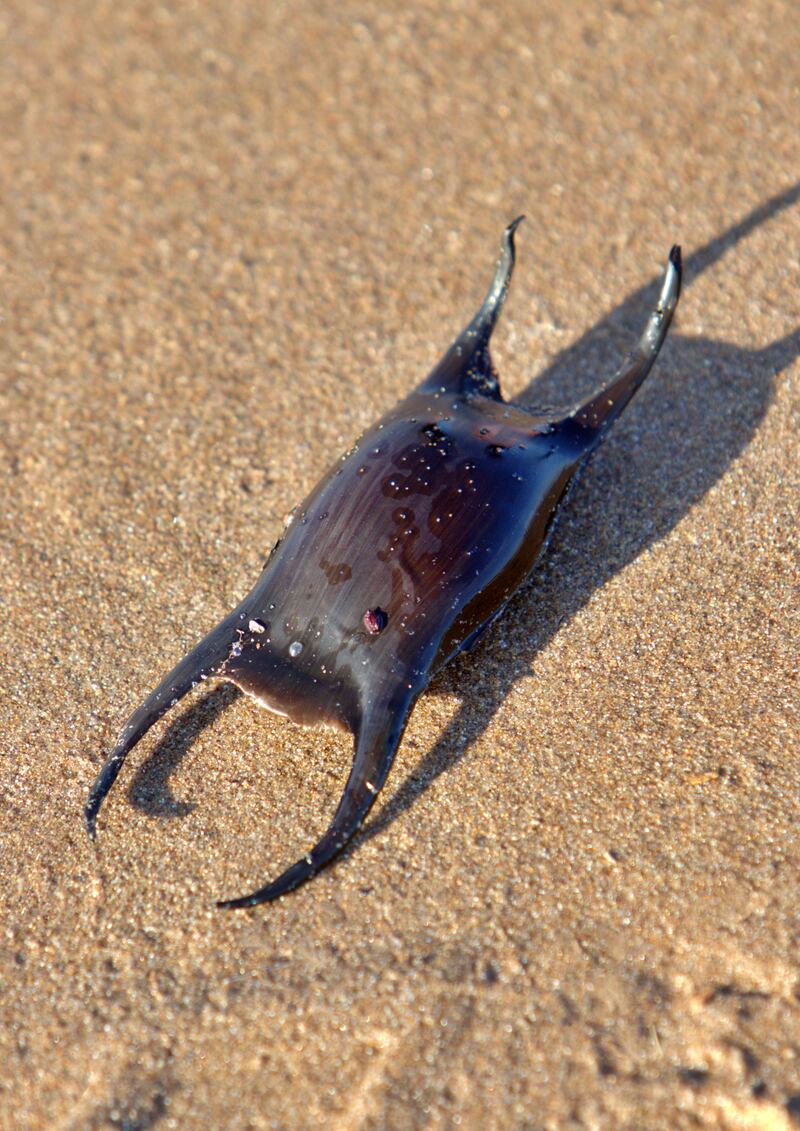 A 'mermaid's purse'. Photograph: iStock