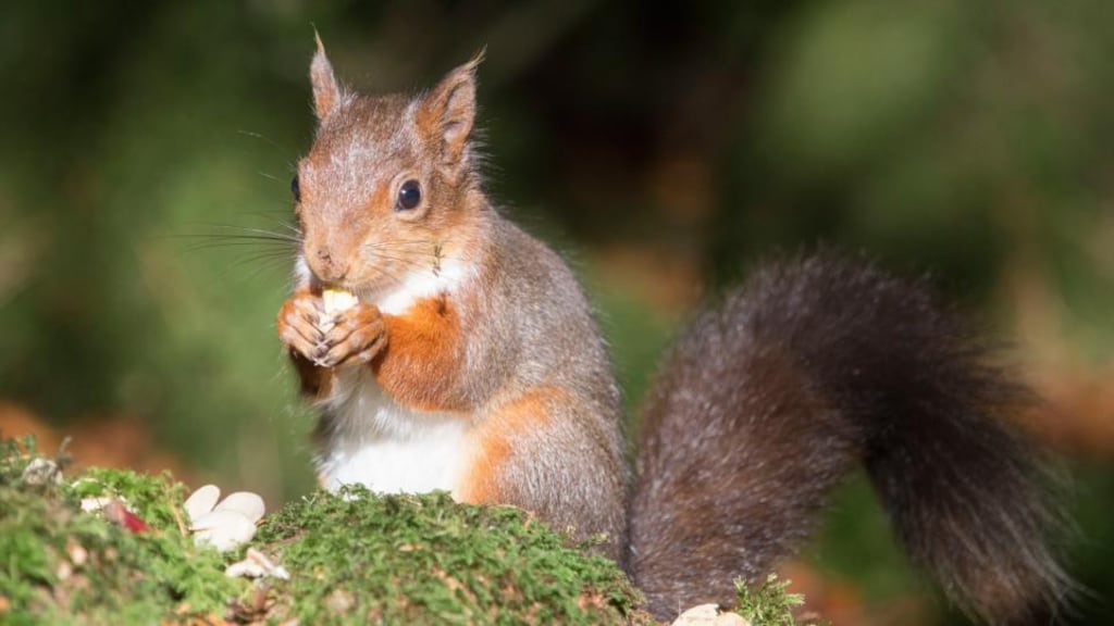 A red squirrel at Lis na Grá woods. Photograph: North West Newspix