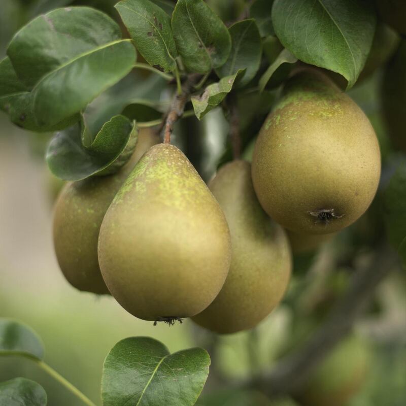 Pears growing in an Irish garden. Photograph: Richard Johnston