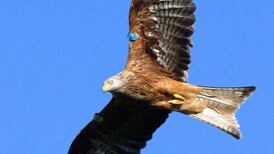 The shooting of a bird of prey