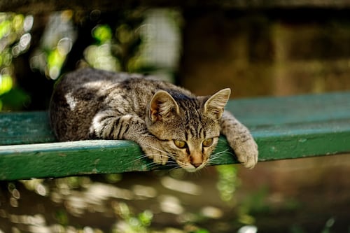 From predators of pests to a calm presence on warships, cats have done some service