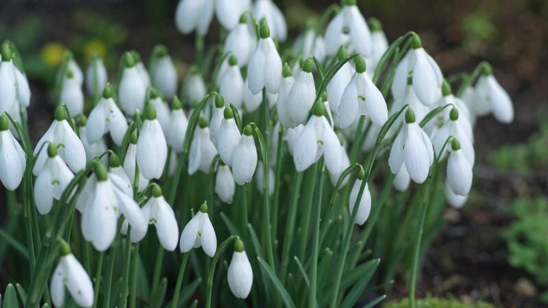 Galanthus ‘Castlegar’ flowering at Altamont Gardens in Co Carlow. Photograph: Richard Johnston