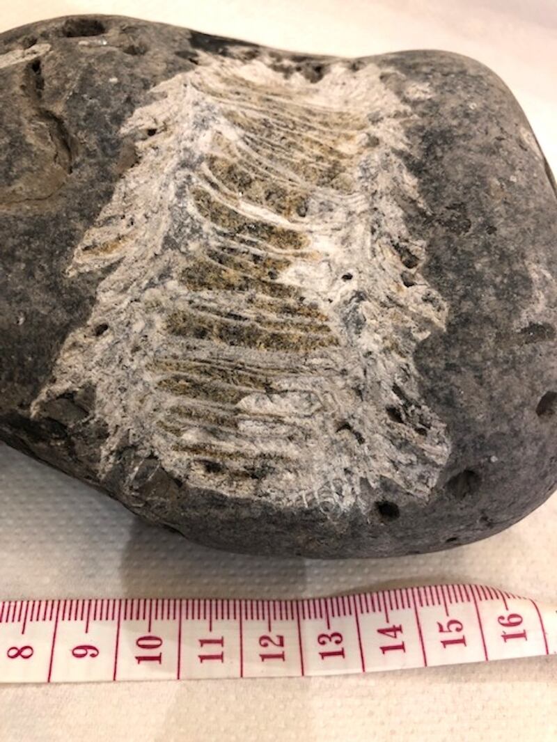 A fossil discovered while beachcombing in Co Sligo.