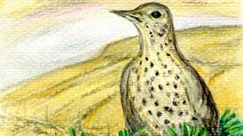 Another Life: A tree without a bird is only half alive