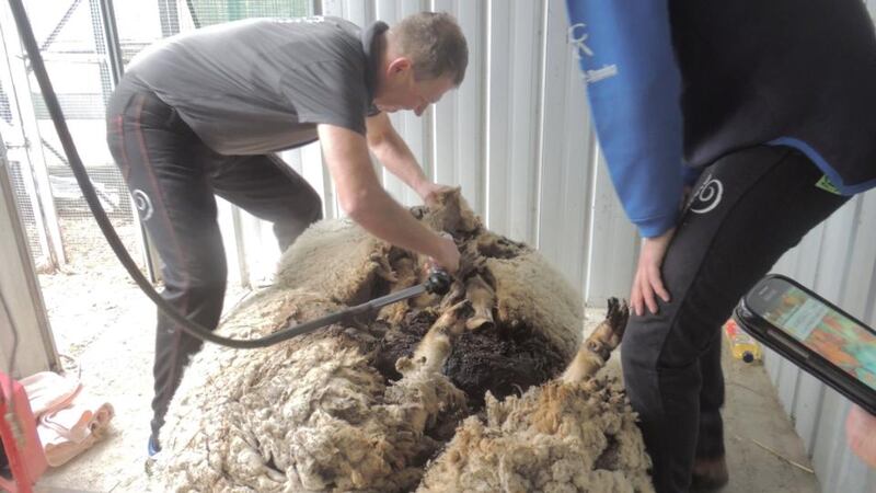 Australian sheep shearer Ian Elkins clips over 40 kilograms (88.2 lbs) of wool off Chris the sheep. Photograph: Reuters
