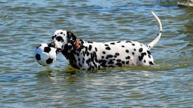 Colleges focus on helping students to relieve stress