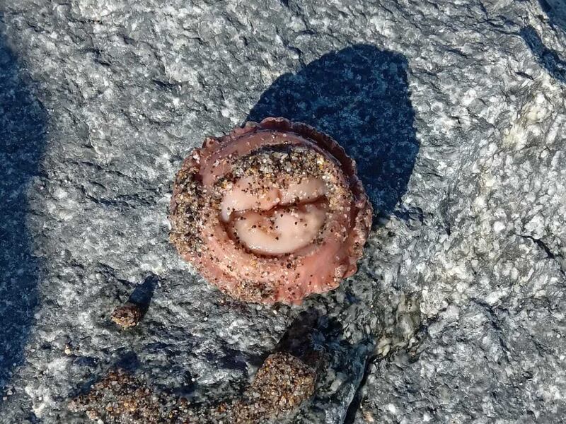 Sea mouse. Photograph supplied by Guy Stephenson